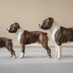 découvrez comment suivre la croissance et la condition corporelle de votre staffordshire bull terrier pour assurer sa santé optimale et son bien-être.